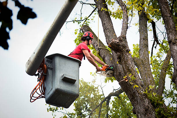 Best Leaf Removal  in Russells Point, OH